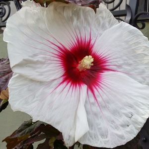 Meet your Posher, Sherry